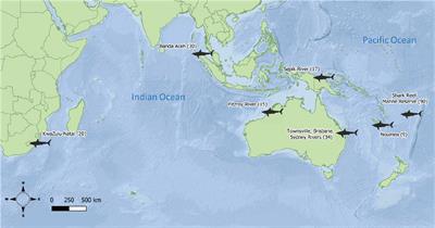 Insights Into Insular Isolation of the Bull Shark, Carcharhinus leucas (Müller and Henle, 1839), in Fijian Waters